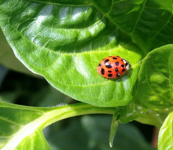 Volunteer Aphid Destroyer. A Ladybug In Our Greenhouse Pepper Plants!